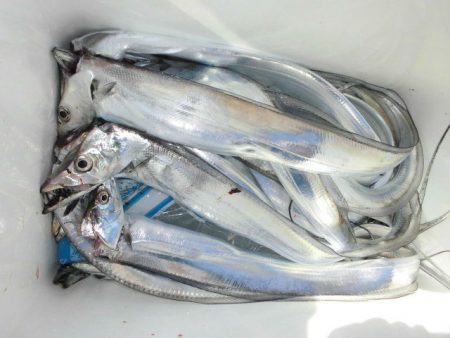 大進丸（愛知） 釣果