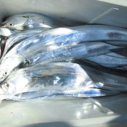 大進丸（愛知） 釣果