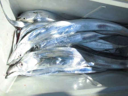 大進丸（愛知） 釣果