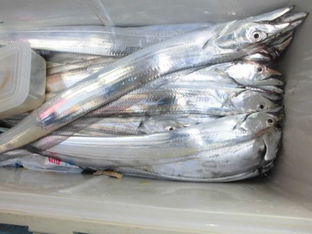 大進丸（愛知） 釣果