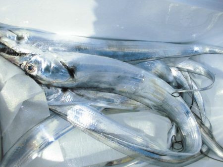 大進丸（愛知） 釣果