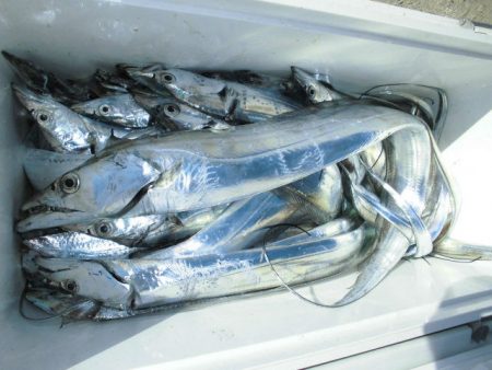 大進丸（愛知） 釣果