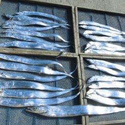 大進丸（愛知） 釣果