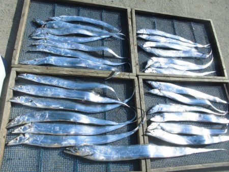 大進丸（愛知） 釣果