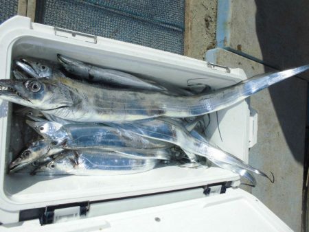 大進丸（愛知） 釣果