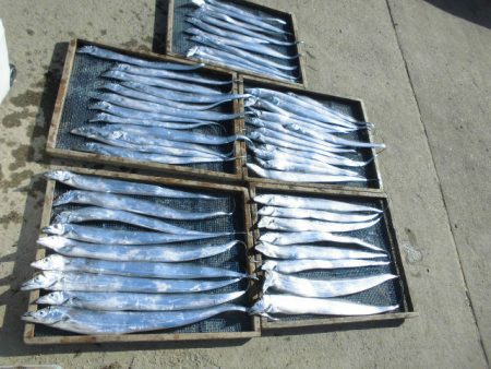 大進丸（愛知） 釣果