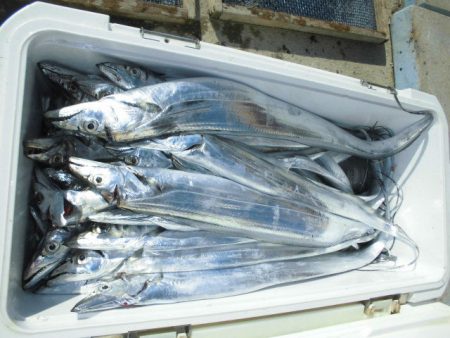 大進丸（愛知） 釣果