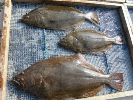 大進丸（愛知） 釣果