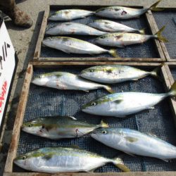 大進丸（愛知） 釣果