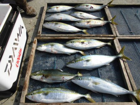大進丸（愛知） 釣果