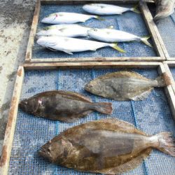 大進丸（愛知） 釣果