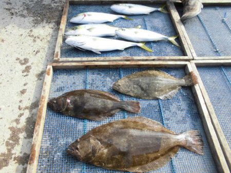 大進丸（愛知） 釣果