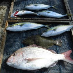 大進丸（愛知） 釣果