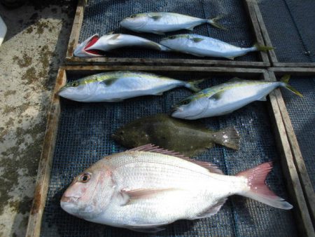 大進丸（愛知） 釣果