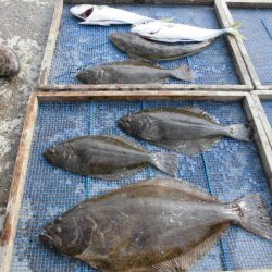 大進丸（愛知） 釣果