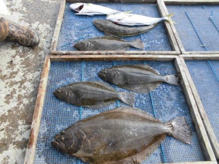 大進丸（愛知） 釣果