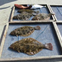 大進丸（愛知） 釣果