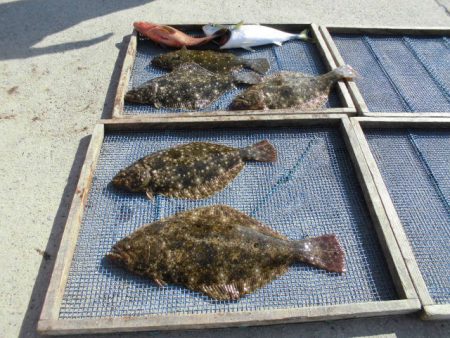 大進丸（愛知） 釣果