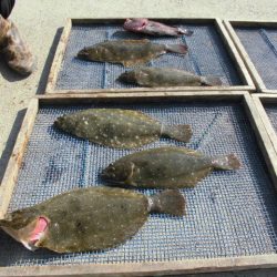 大進丸（愛知） 釣果