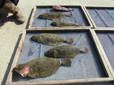 大進丸（愛知） 釣果