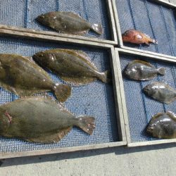 大進丸（愛知） 釣果