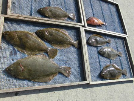 大進丸（愛知） 釣果