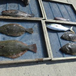 大進丸（愛知） 釣果