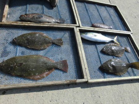 大進丸（愛知） 釣果