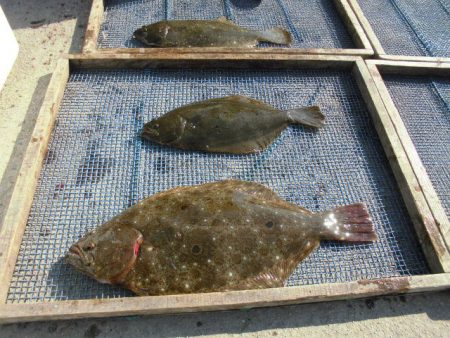 大進丸（愛知） 釣果