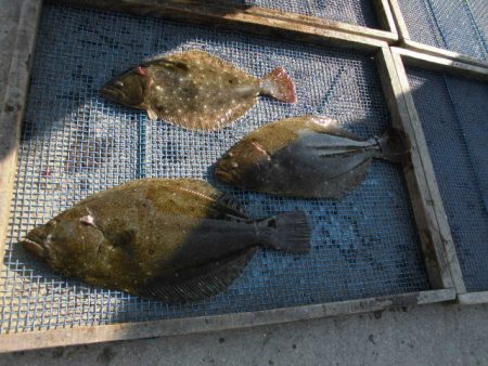 大進丸（愛知） 釣果