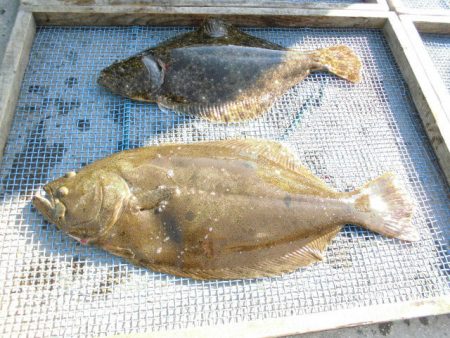 大進丸（愛知） 釣果