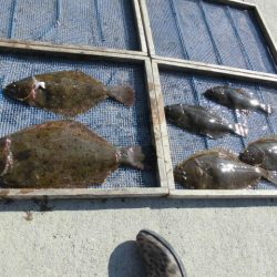 大進丸（愛知） 釣果