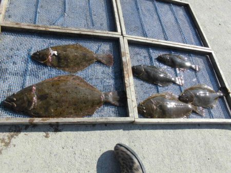 大進丸（愛知） 釣果