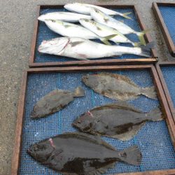 大進丸（愛知） 釣果