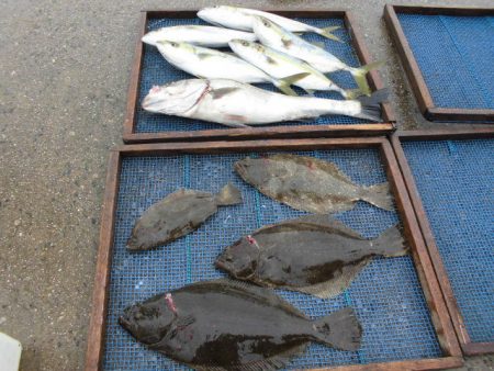 大進丸（愛知） 釣果