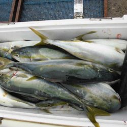 大進丸（愛知） 釣果