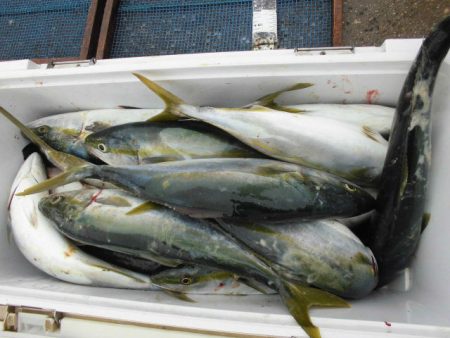 大進丸（愛知） 釣果