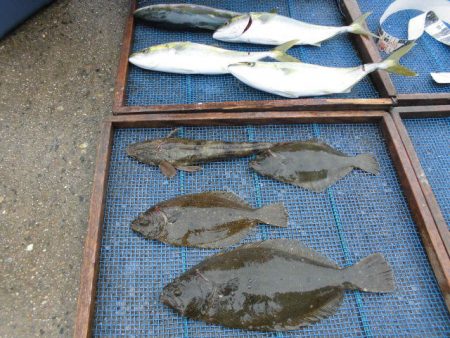 大進丸（愛知） 釣果