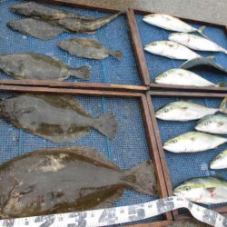 大進丸（愛知） 釣果