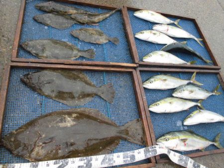 大進丸（愛知） 釣果