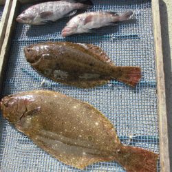 大進丸（愛知） 釣果