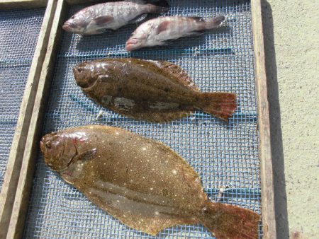 大進丸（愛知） 釣果