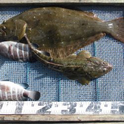 大進丸（愛知） 釣果