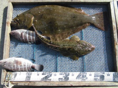 大進丸（愛知） 釣果