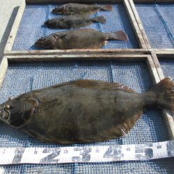 大進丸（愛知） 釣果