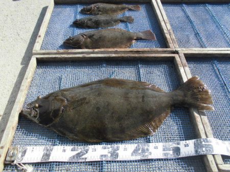 大進丸（愛知） 釣果