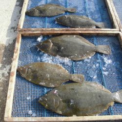 大進丸（愛知） 釣果