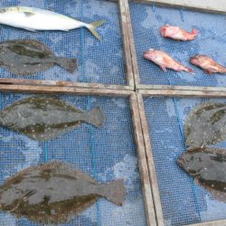 大進丸（愛知） 釣果