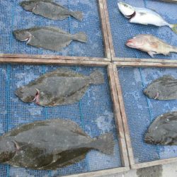 大進丸（愛知） 釣果