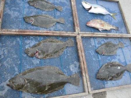 大進丸（愛知） 釣果